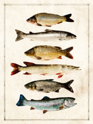 Picture of FISH STUDY A