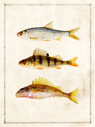 Picture of FISH STUDY C
