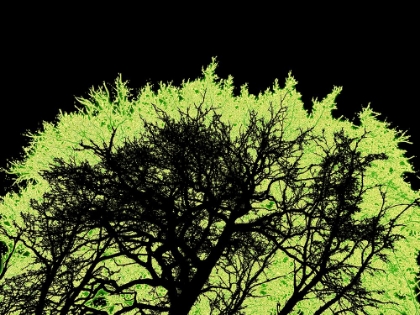 Picture of INFARED TREE 1