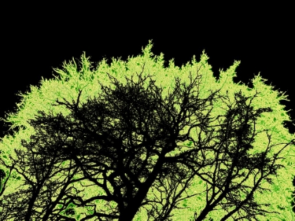 Picture of INFARED TREE 1