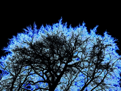 Picture of INFARED TREE 2