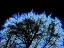 Picture of INFARED TREE 2