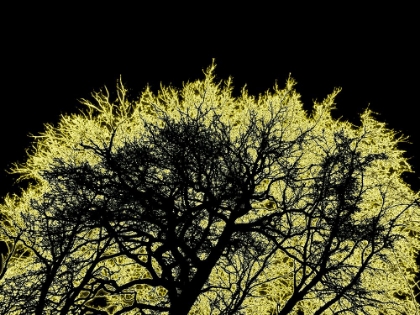 Picture of INFARED TREE 3