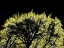 Picture of INFARED TREE 3
