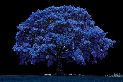 Picture of INFARED TREE 6