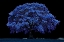 Picture of INFARED TREE 6