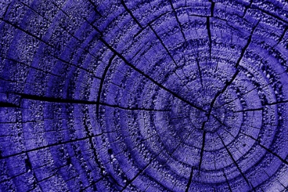 Picture of TREE RINGS 1