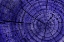 Picture of TREE RINGS 1
