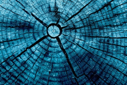Picture of TREE RINGS 2