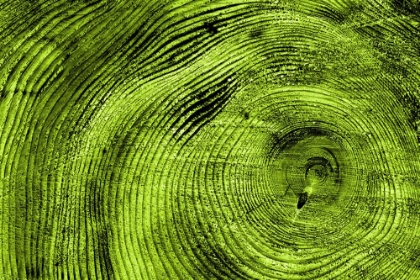 Picture of TREE RINGS 3