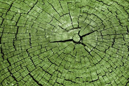 Picture of TREE RINGS 4