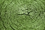 Picture of TREE RINGS 4