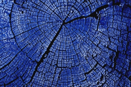 Picture of TREE RINGS 5