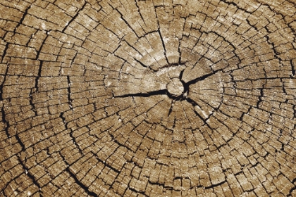 Picture of TREE RINGS 6