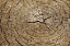Picture of TREE RINGS 6