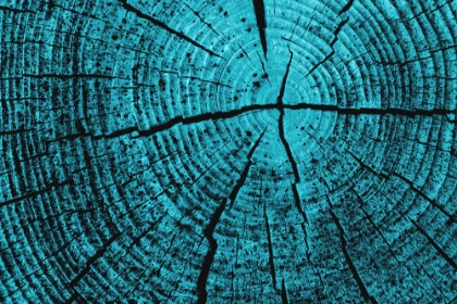 Picture of TREE RINGS 7