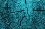 Picture of TREE RINGS 7