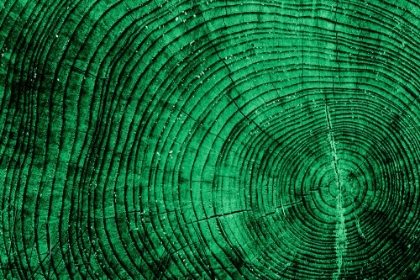 Picture of TREE RINGS 8