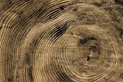 Picture of TREE RINGS 9