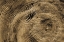 Picture of TREE RINGS 9