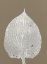 Picture of HOSTA D2