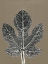 Picture of LEAF C2