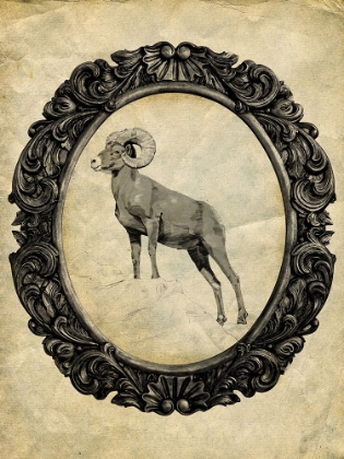 Picture of FRAMED BIGHORN SHEEP