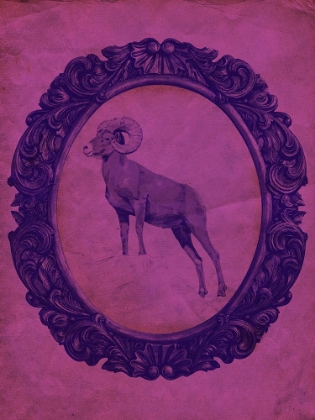 Picture of FRAMED BIGHORN SHEEP IN VIOLET