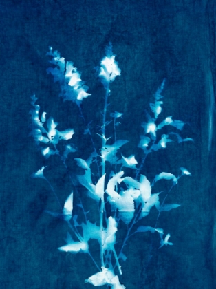Picture of CYANOTYPE PLANT 2