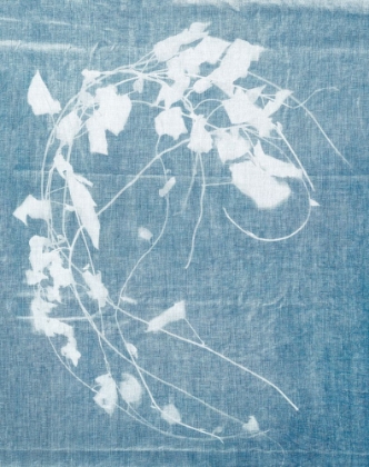 Picture of CYANOTYPE PLANT 3