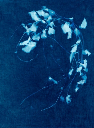 Picture of CYANOTYPE PLANT 4