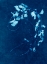 Picture of CYANOTYPE PLANT 4