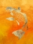 Picture of KOI