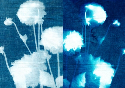 Picture of CYANOTYPE K