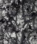 Picture of ERRATIC