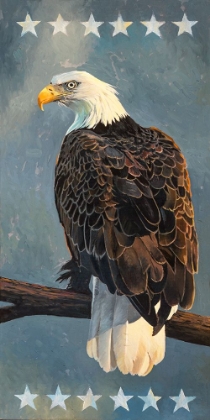 Picture of BALD EAGLE