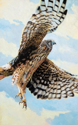 Picture of NORTHERN HARRIER