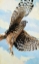 Picture of NORTHERN HARRIER