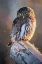 Picture of NORTHERN PYGMY OWL
