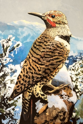 Picture of NORTHERN FLICKER