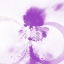 Picture of SPLASH RINGS - VIOLET