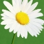 Picture of FLOWER ART 8