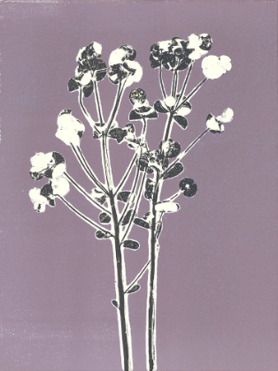 Picture of VIOLET BLOOM 1