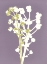 Picture of VIOLET BLOOM 2