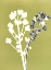 Picture of LIME BLOOM