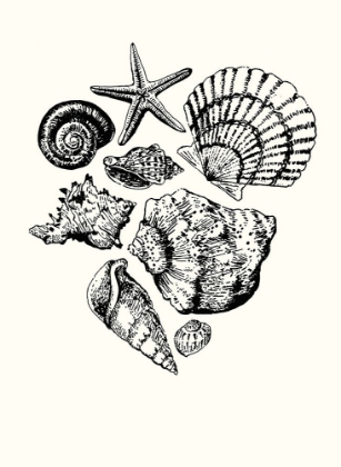Picture of SHELLS 1