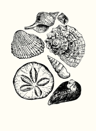 Picture of SHELLS 2