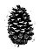 Picture of PINEY CONE