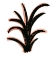 Picture of CORAL 5