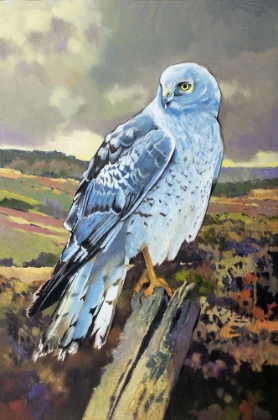 Picture of NORTHERN HARRIER MALE